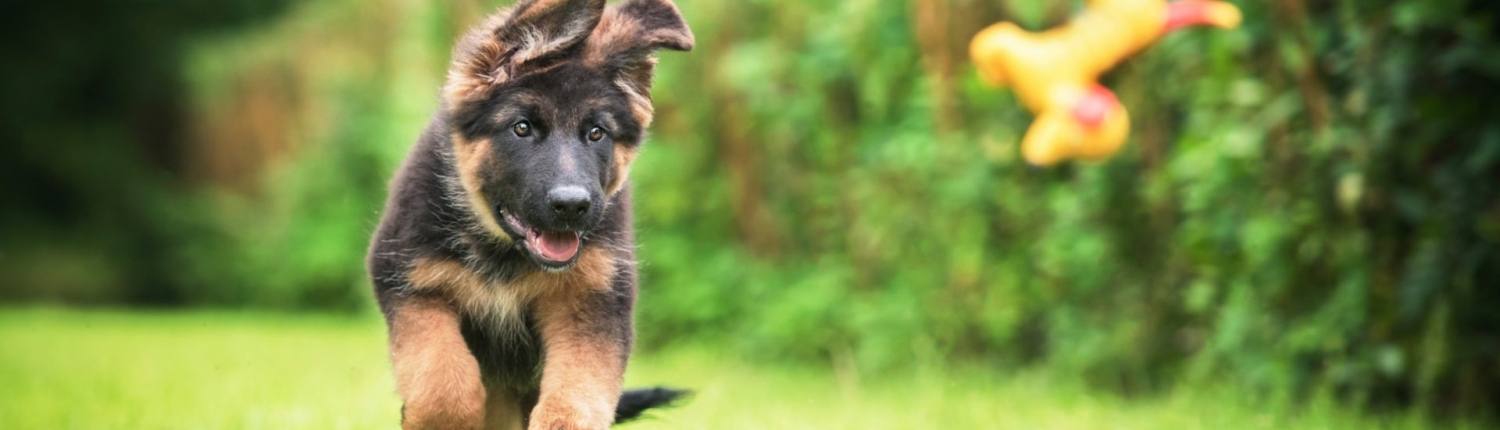Kornfrit hundefoder