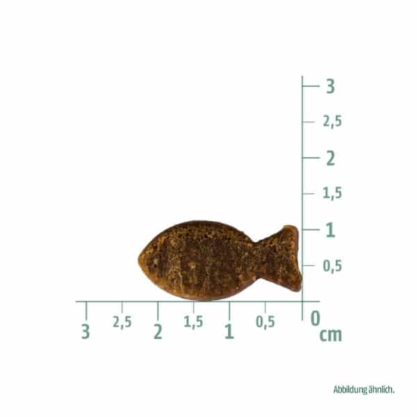 Christopherus godbidder med Forel og med Insekter